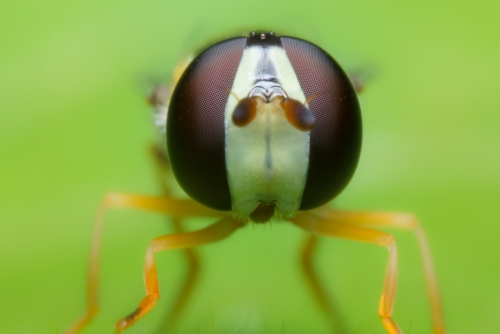 hoverfly