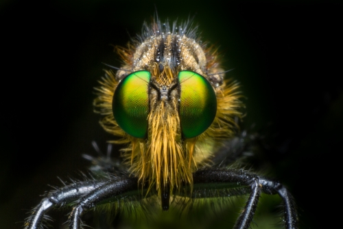 Green eyed Robberfly 