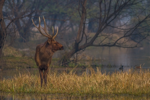 Royal Stag