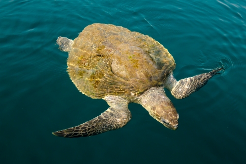 Olive Ridley Sea Turtle