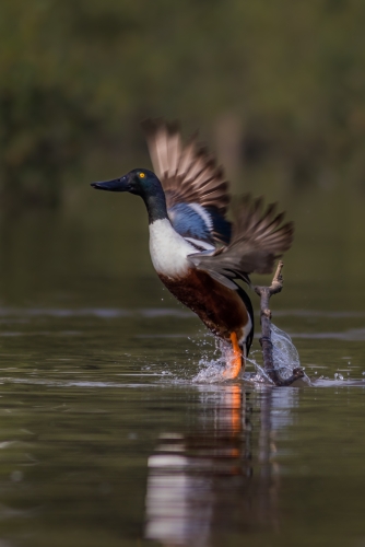 Northern Shoveler