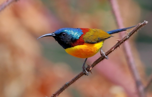 Green-tailed Sunbird