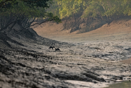 Playing ground in the mangroves