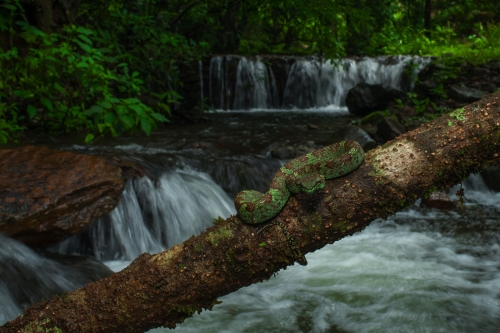 A Waterfall In A Rainforest