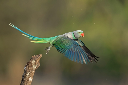 Parakeet-o-plane