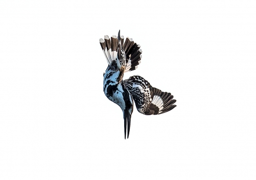 Pied Kingfisher Dive