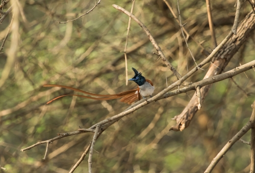 Asian paradise flycatcher subadult male