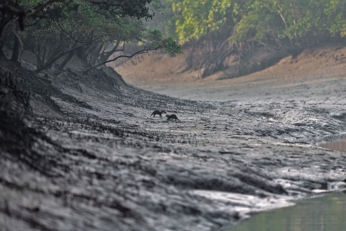 A fairy tale from mangroves