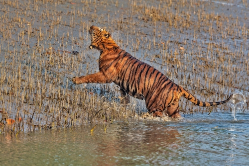 The mangrove tiger