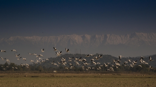 Himalayan Flight