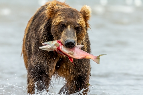 Bear with Salmon