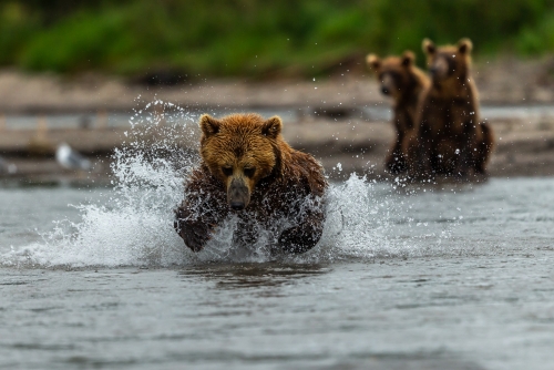 Mama Bear for salmon