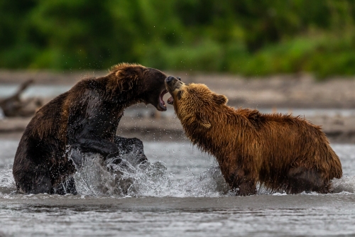 Bears Fighting