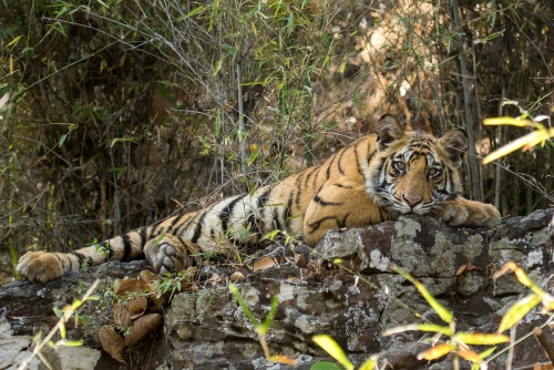 Rajbhara Cub | Bandhavgarh National Park