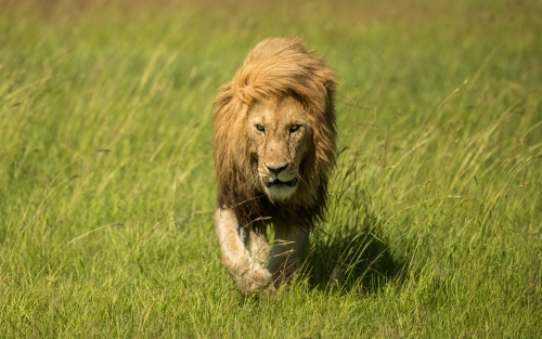 His Majestic Stroll!