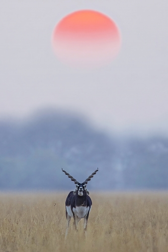 Sun rise on black buck