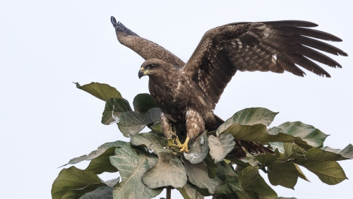 Black Kite on a tree top.