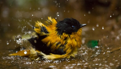 Bathing Beauty