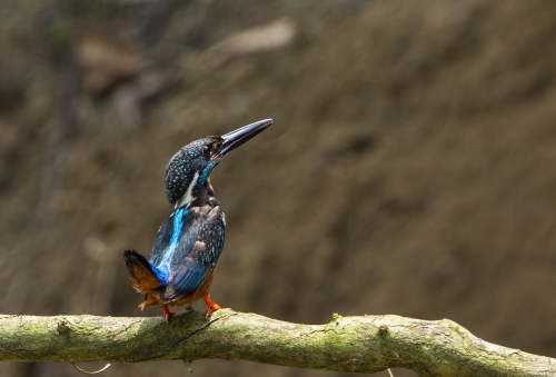 Star Studded Beauty – Blyth’s Kingfisher