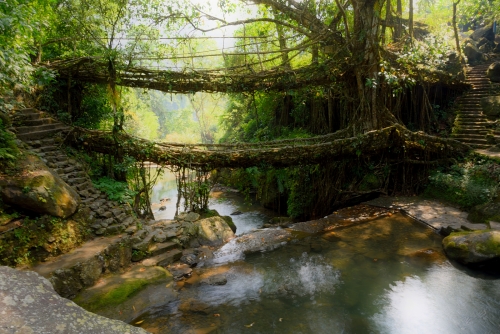 Double Decker Living Root Bridge