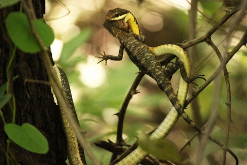 bronzeback tree Snake caught with a prey of oriented garden lizard