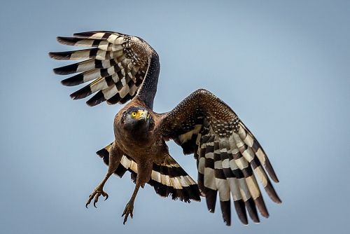 Crested Serpent Eagle