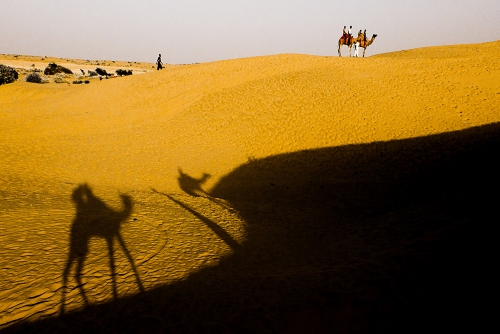 cAMEL sAFARI.