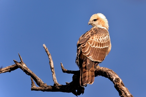 Changeable Hawk-Eagle 