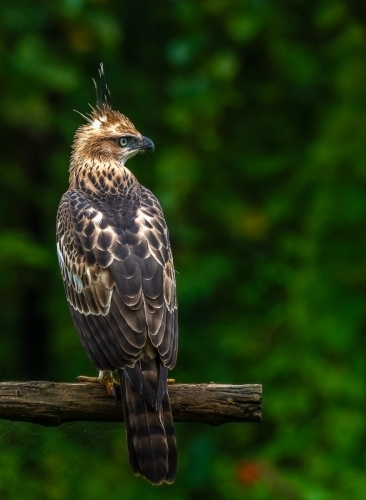 Crested Hawk Eagle