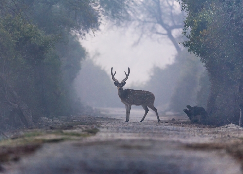 Male Chintal Crossing