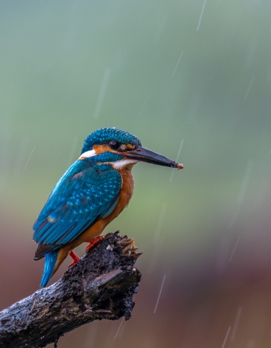 The not so common kingfisher