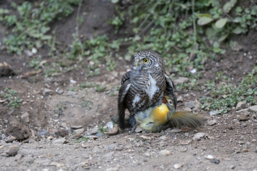 Collared Owlet with Leiothrix kill