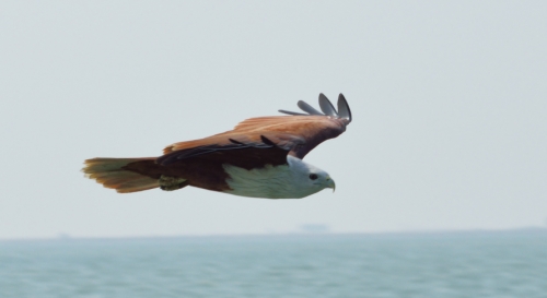 The Brahminy Kite 