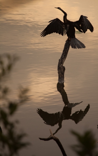 The Perfect Reflection 