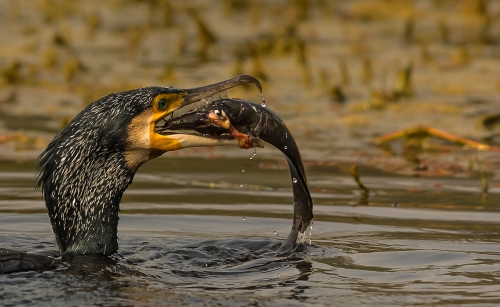 cormorant with a catfish swallow