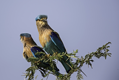 Indian Roller 