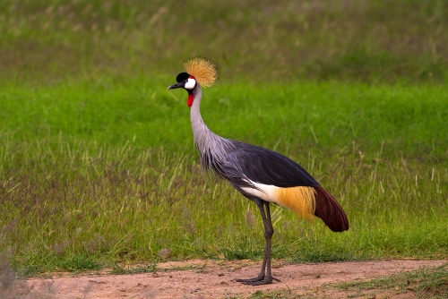 Crested Crowned Crane 