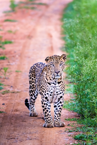 Cute Leopard