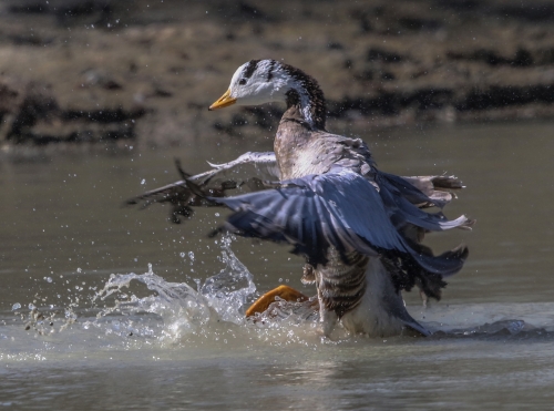 Bar Headed goose