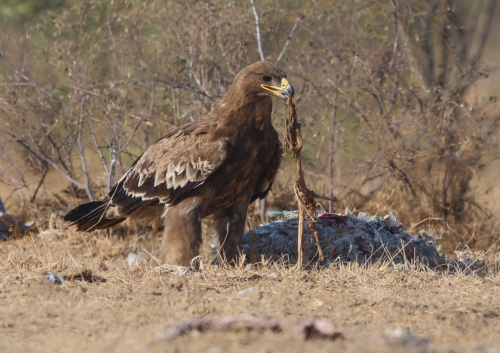 Steppe eagle 