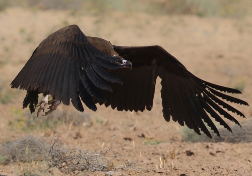 Cinereous vulture