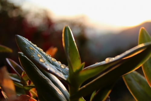 Refreshing Morning Dew