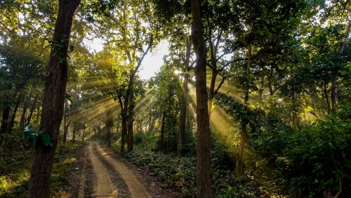 sunrays piercing through the trees