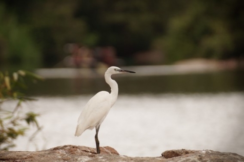 The little egret