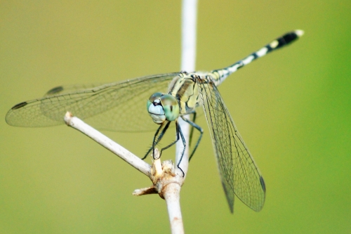 The Dragonfly in its playing zone