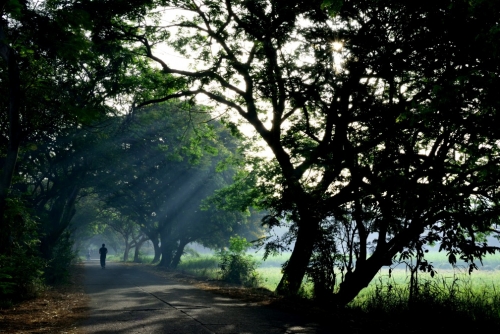 Early Morning Sun Rays