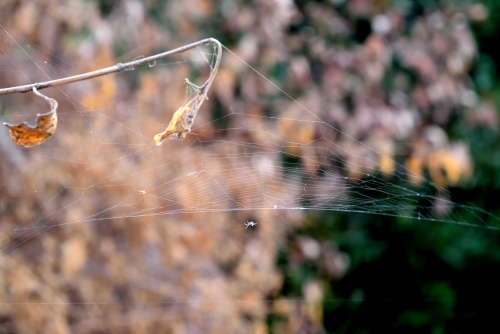 A cob web