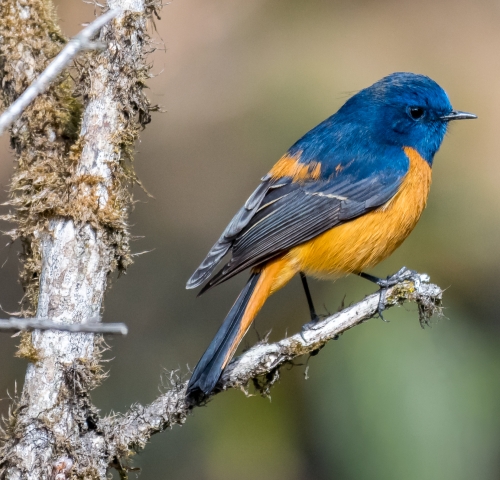 Himalayan Bluetail-The Little Wonder