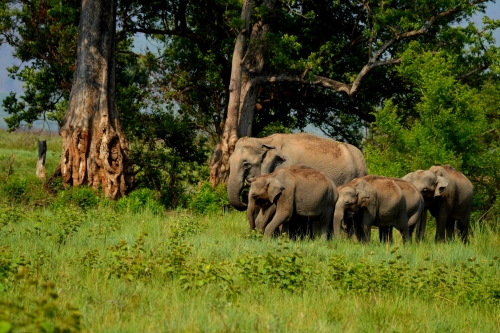 GENTLE GIANTS