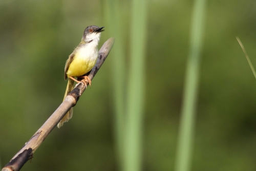 Yellow-bellied prinia